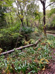 Noyamakita-Rokudoyama Park in Mitsugi, Musashimurayama-shi