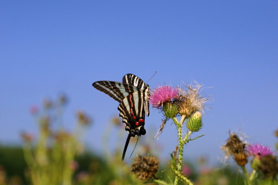 Bloom insect wings