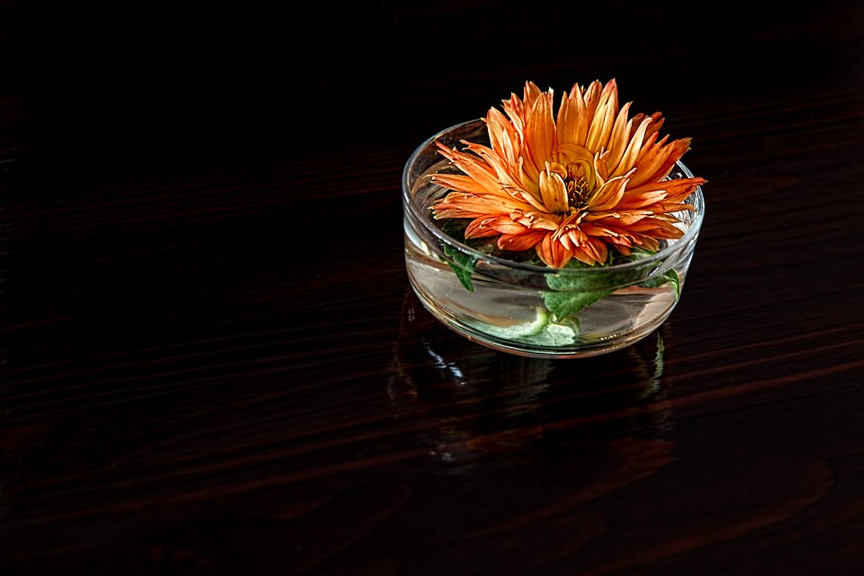 Blossom bloom still life