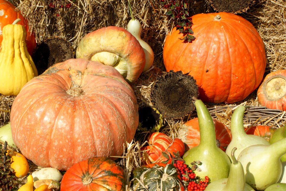 Vegetables fruits autumn