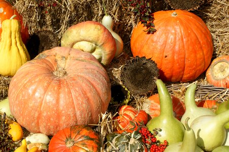 Vegetables fruits autumn photo