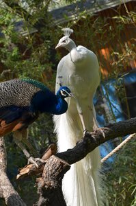 White the white peacock unusual birds