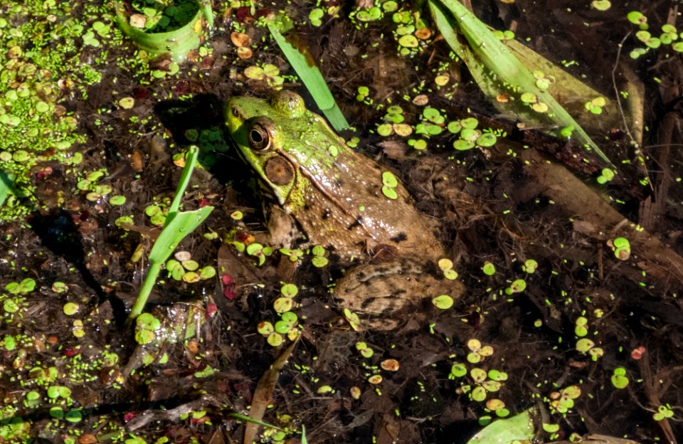 baldMountainGreenFrog 3849