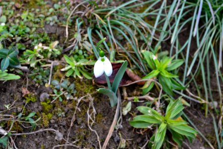 Snowdrops in February