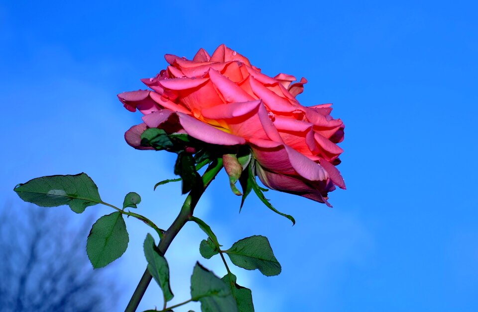 Bloom garden rose raindrop