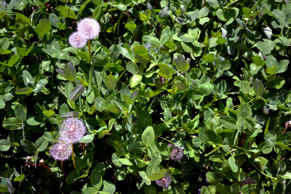 Dandelions and alfalfa