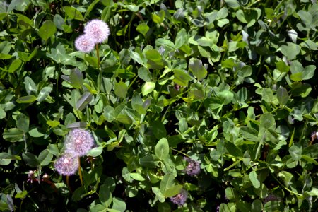 Dandelions and alfalfa