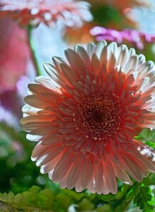Flora nature cut flower