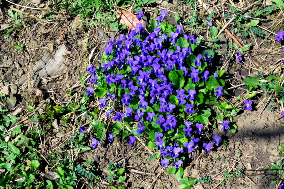 spring