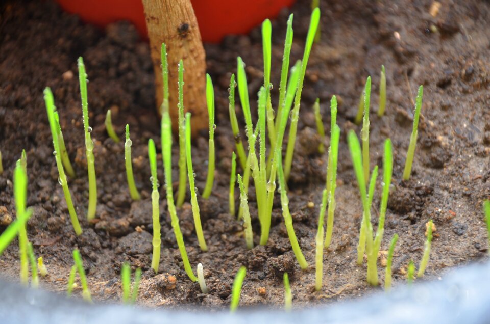 Spring grass nature