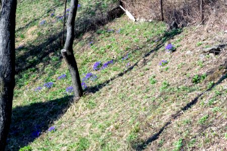 spring