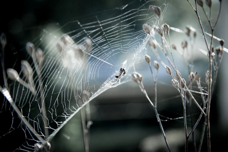 Nature insect cobweb houseleek