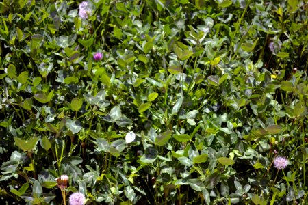 Dandelions and alfalfa photo