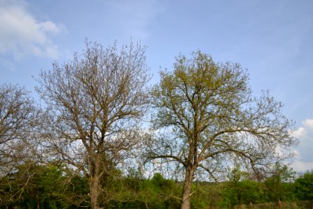 walnut