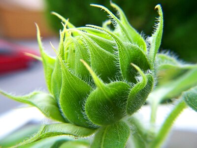 Plant macro green