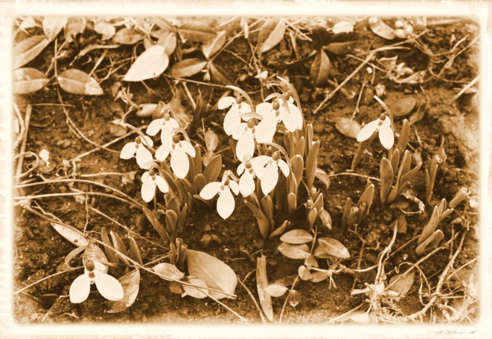 Vintage
