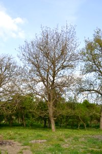 walnut