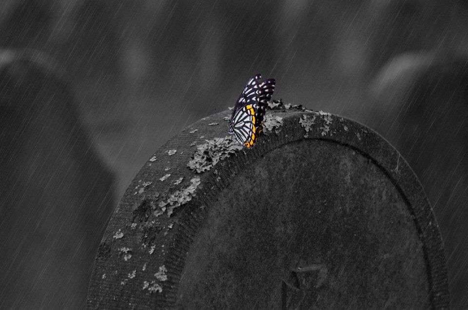 Butterfly gloomy hope
