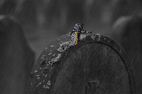 Butterfly gloomy hope