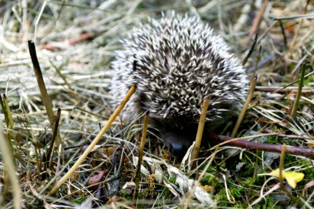 Hedgehog puppies