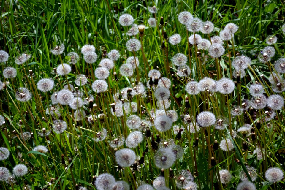 Dandelions and alfalfa