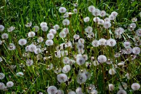 Dandelions and alfalfa