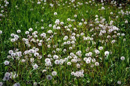 Dandelions and alfalfa