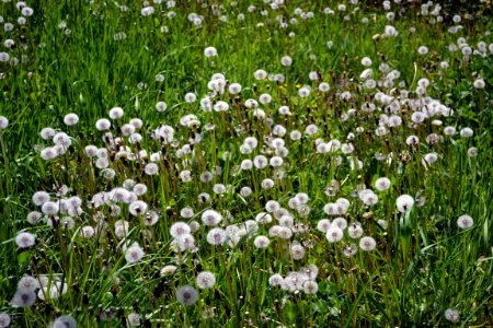 Dandelions and alfalfa photo