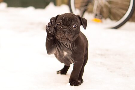 Black snow white