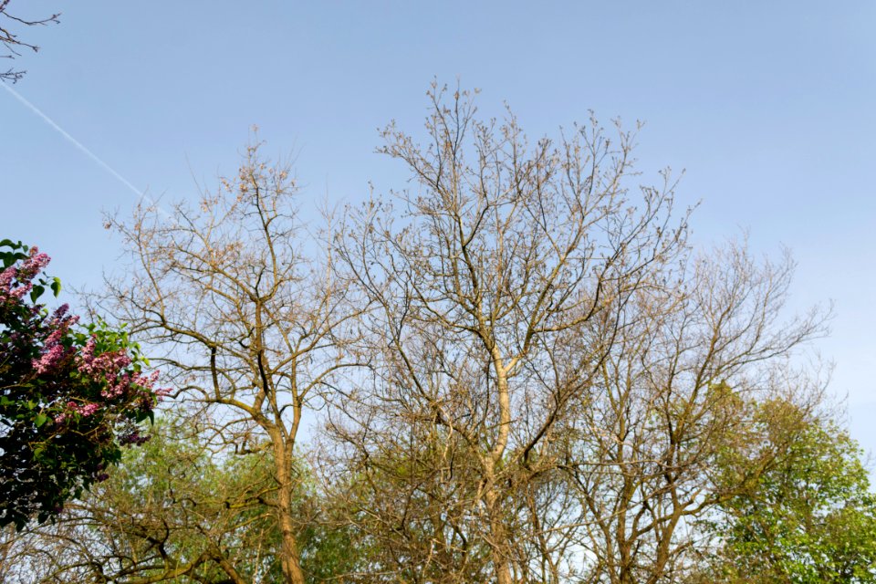walnut