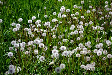 Dandelions and alfalfa