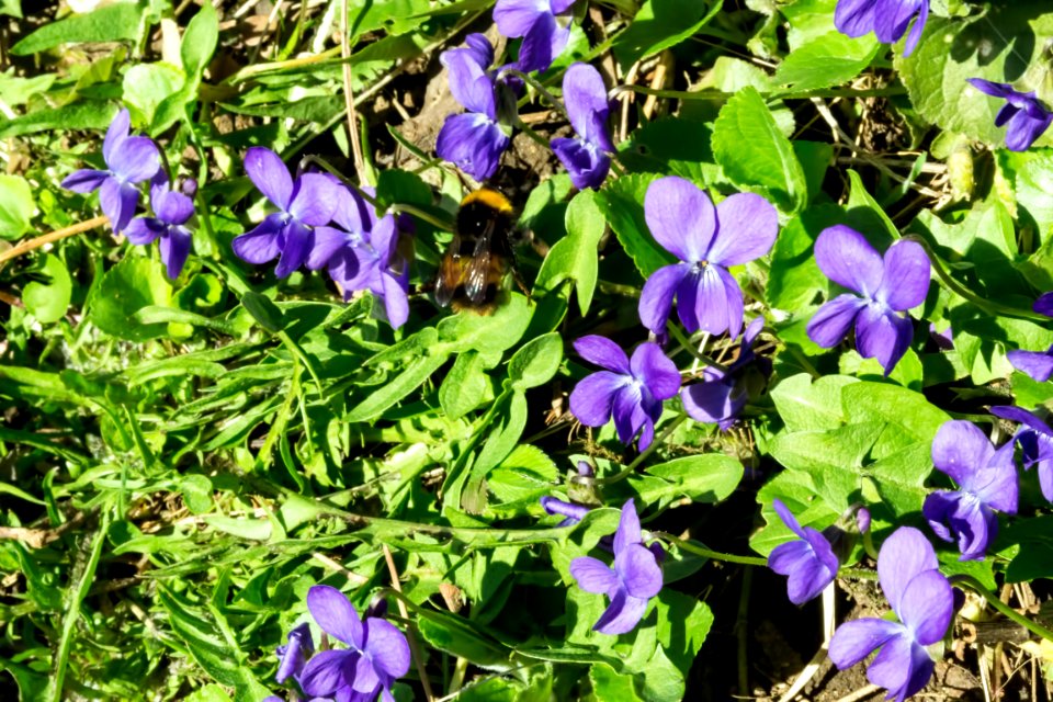 spring