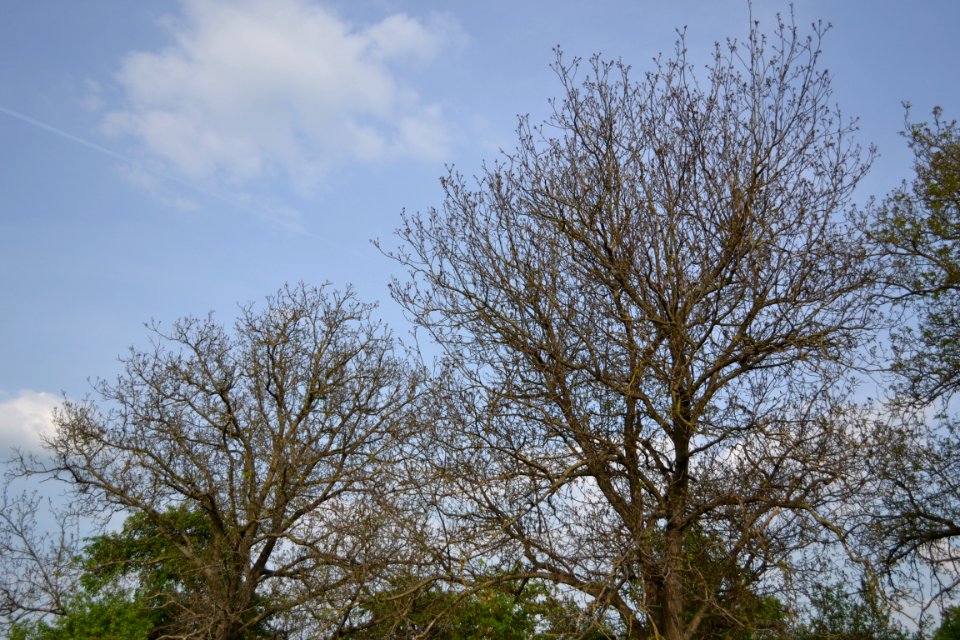 walnut