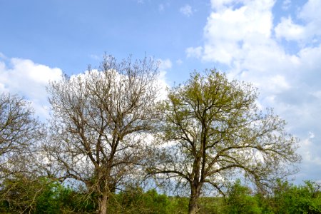 walnut