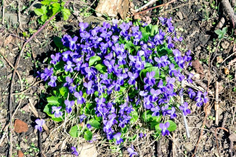 spring