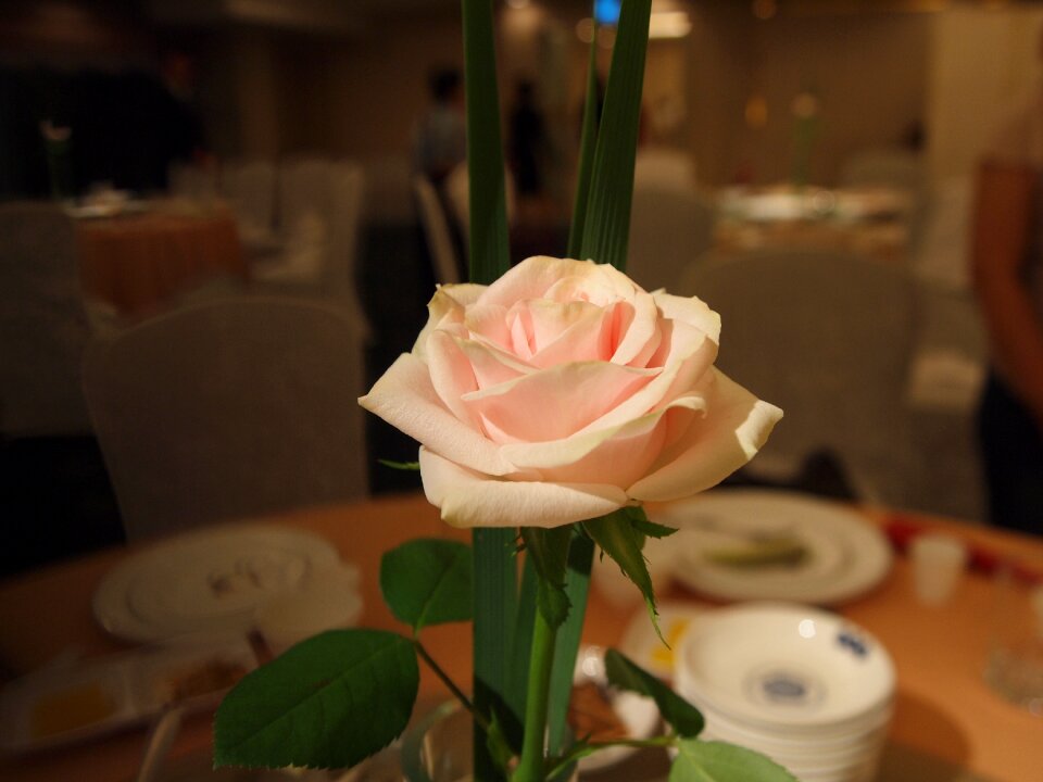 Rose festival gift table decoration