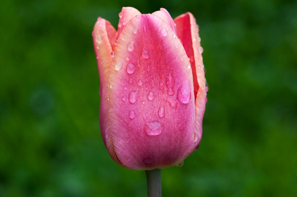 Bloom pink drop of water