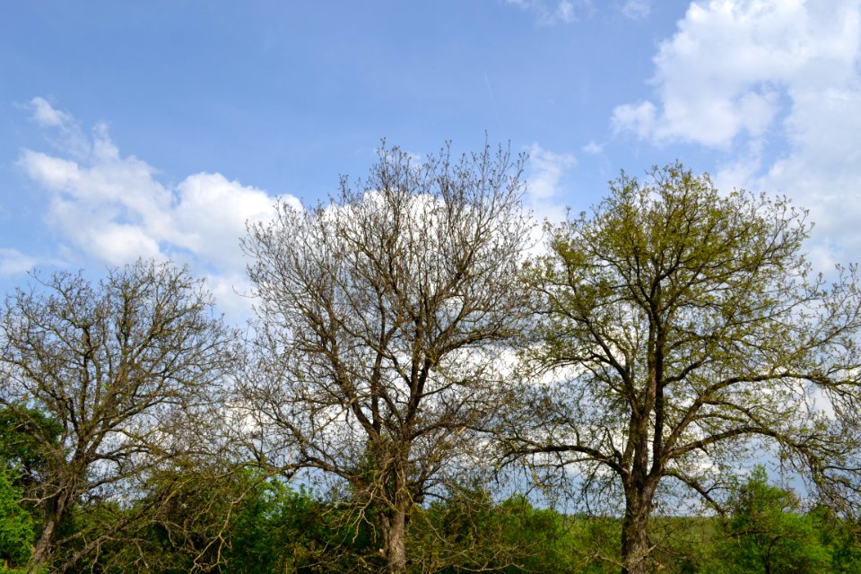 walnut