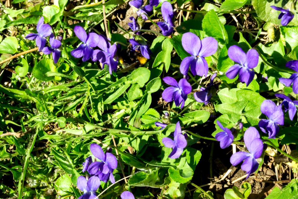 spring