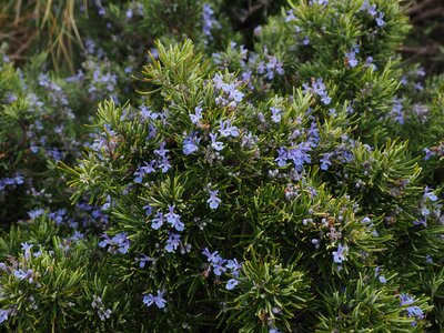 Violet rosmarinus officinalis rosmarinus photo