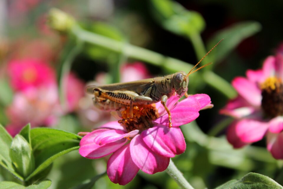 Insect garden botanic