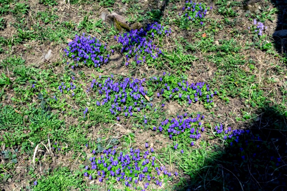 spring