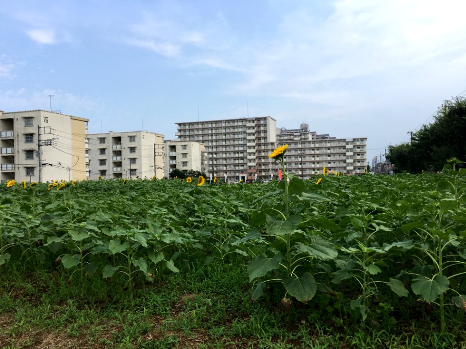 Midorigaoka in Musashimurayama-shi