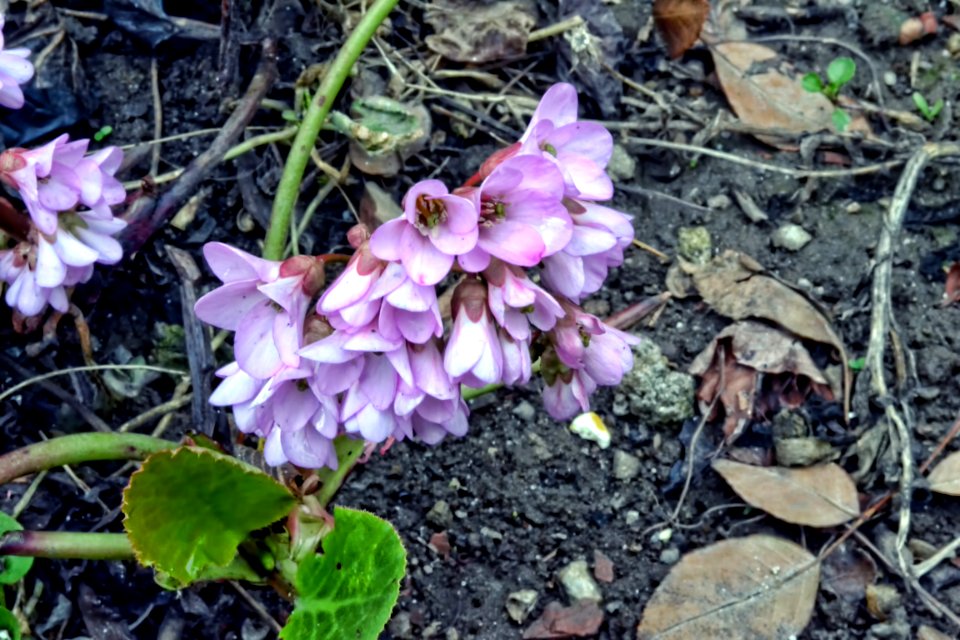 spring