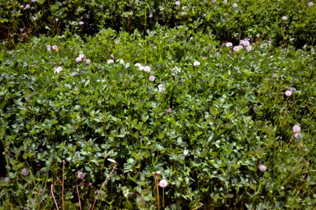 Dandelions and alfalfa photo