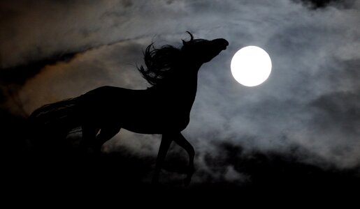 Stallion night graphics