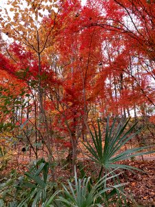 Akabane Nature Observatory Park in Kita-ku