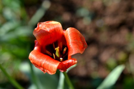 Spring photos