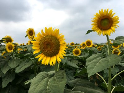 Sunflower Garden in Shimokiyoto, Kiyose-shi