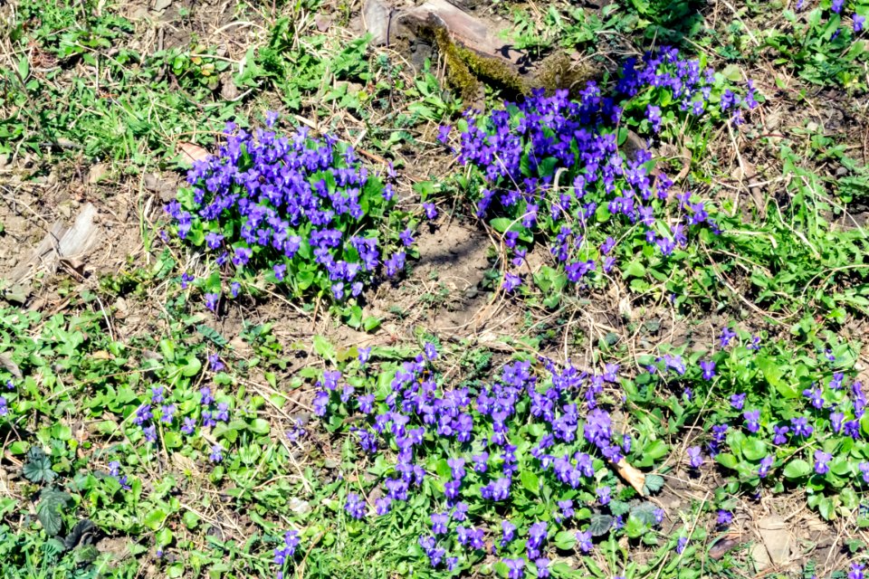 spring
